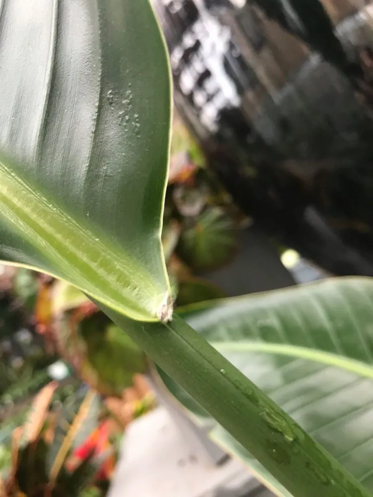 Affordable garden landscaping with custom design in Matthews, NC by Pike Nurseries