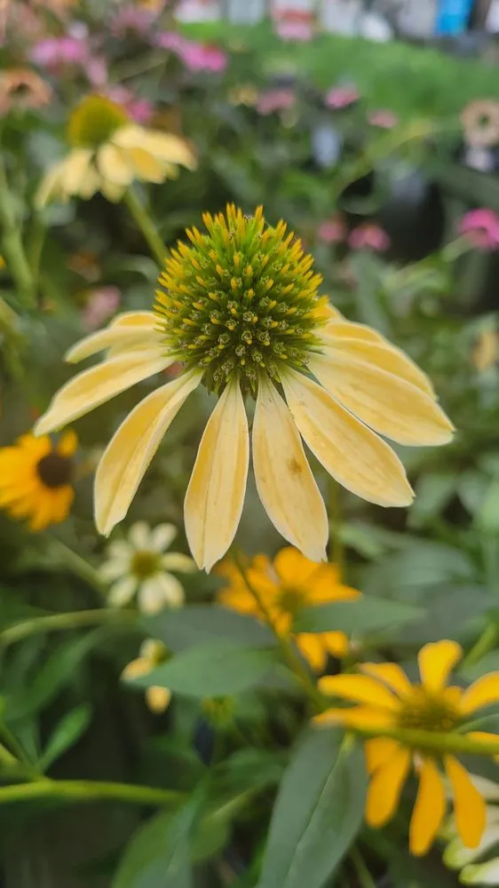 Professional landscape design experts serving Matthews, NC - Pike Nurseries