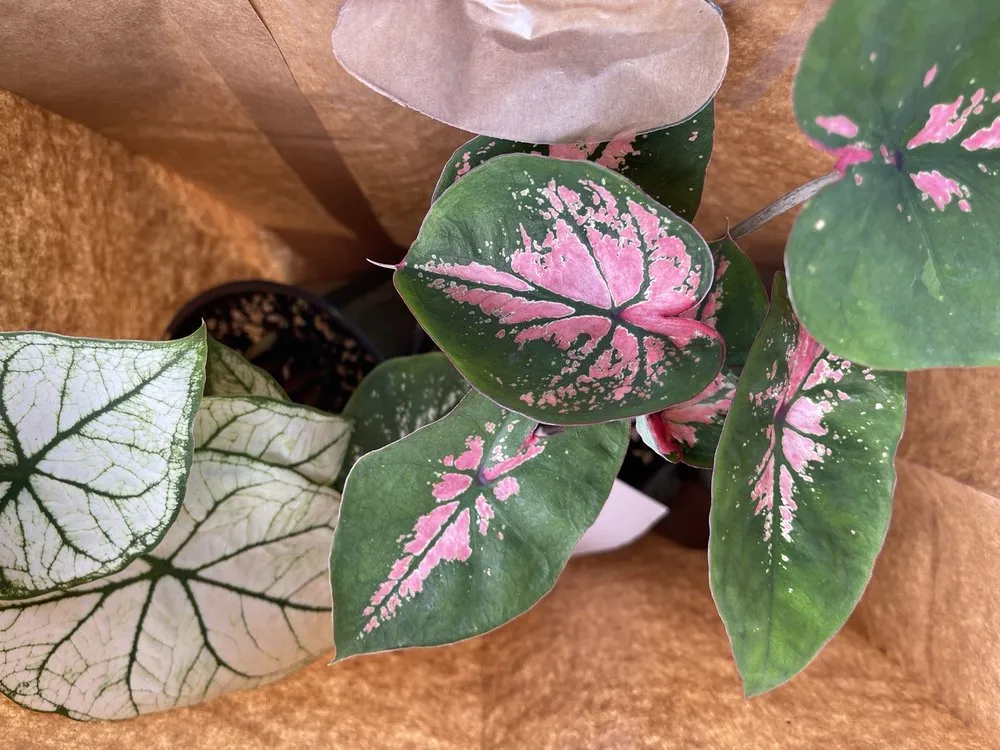 Affordable lawn care service for homes in Matthews, NC by Pike Nurseries