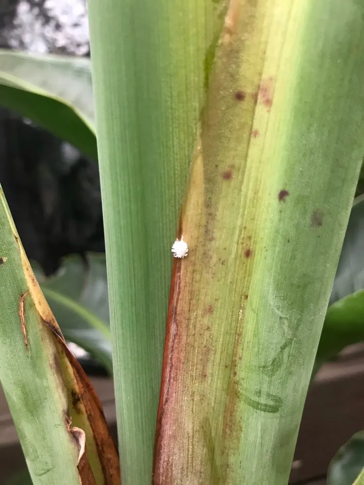 Local outdoor landscaping for residential properties across Matthews, NC - Pike Nurseries