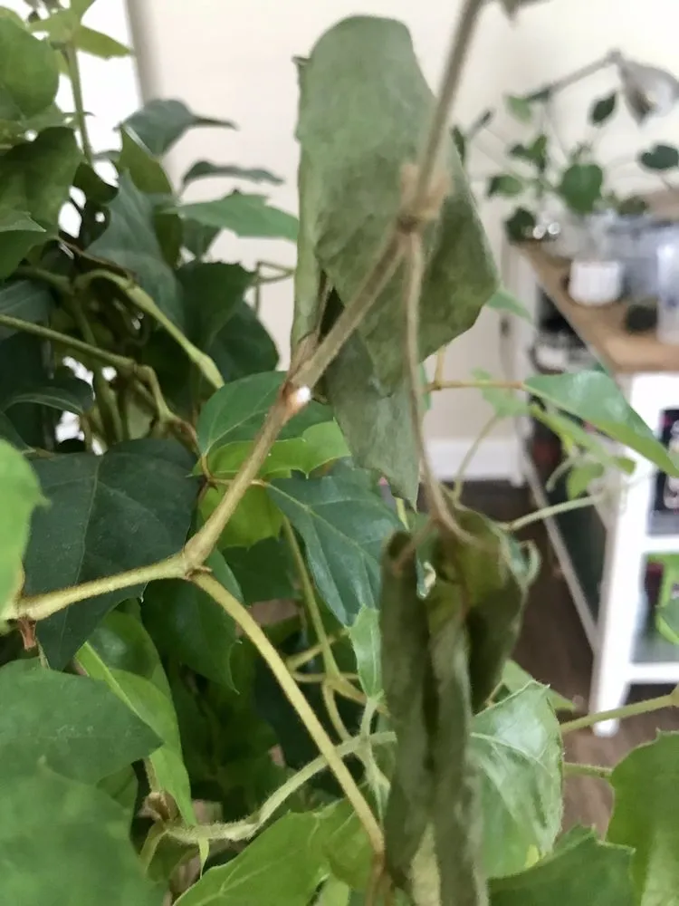 Top-rated yard cleanup service in Matthews, NC by Pike Nurseries