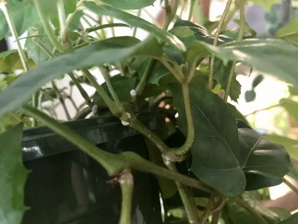 Affordable residential landscaping experts serving Matthews, NC - Pike Nurseries