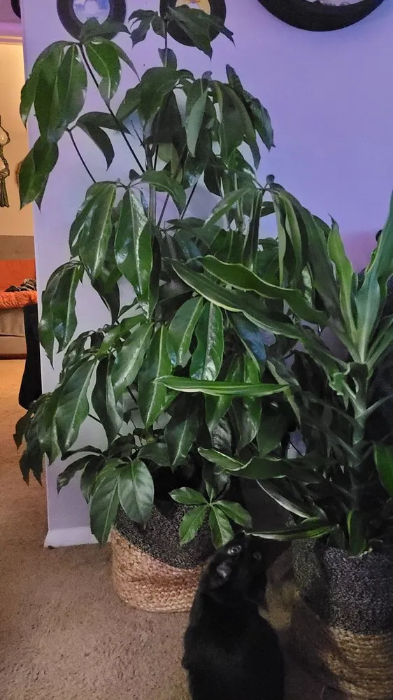 Affordable lawn mowing service in Matthews, NC - Pike Nurseries