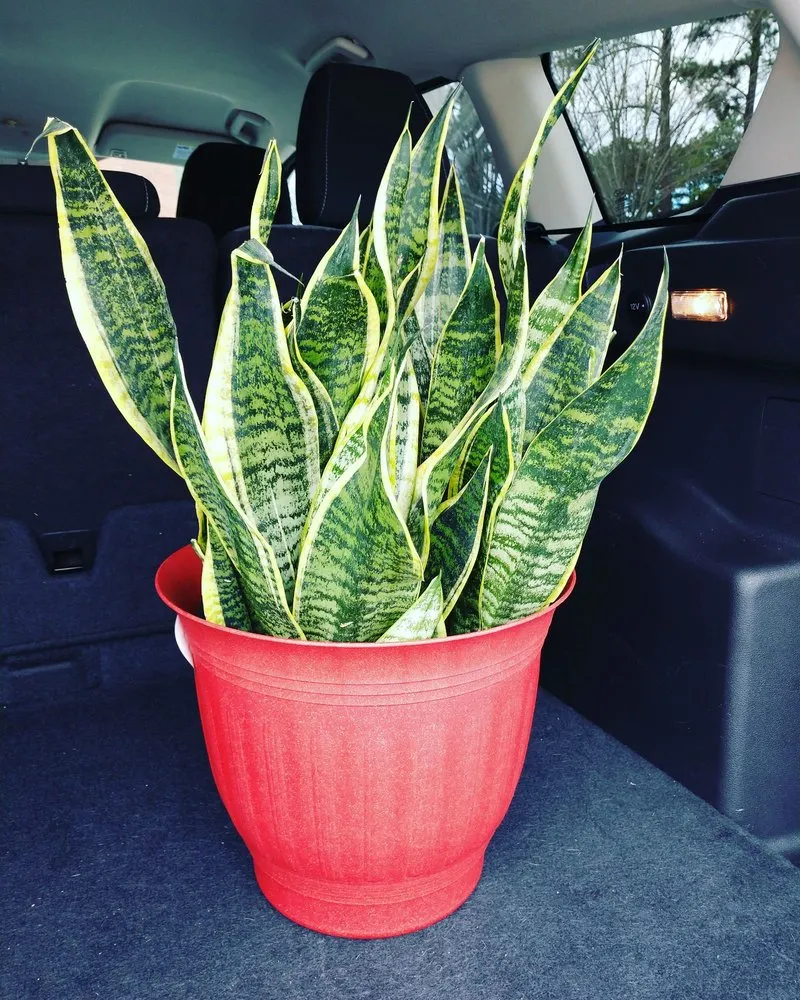 Reliable yard maintenance near you in Peachtree City, GA by Pike Nurseries