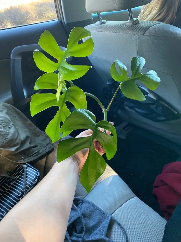 Top-rated garden landscaping for beautiful yards in Peachtree City, GA by Pike Nurseries