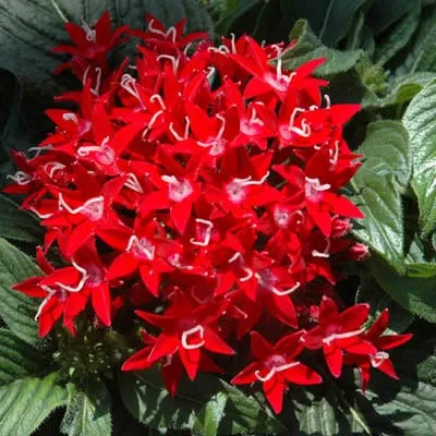 Local landscape design for residential properties across Roswell, GA - Pike Nurseries