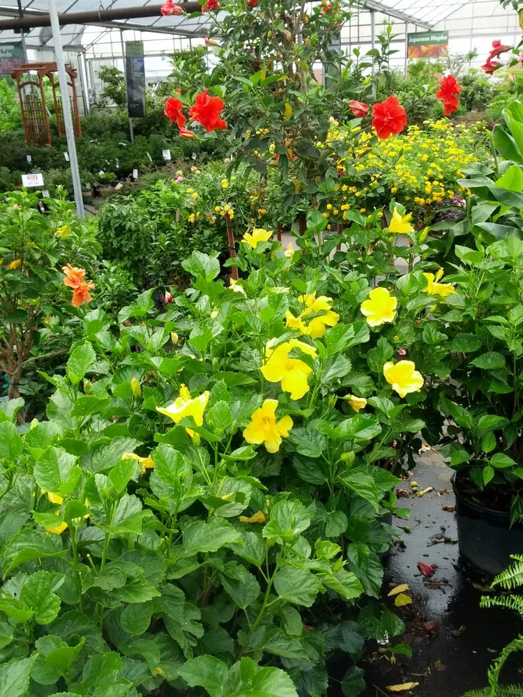 Local outdoor landscaping in Roswell, GA by Pike Nurseries