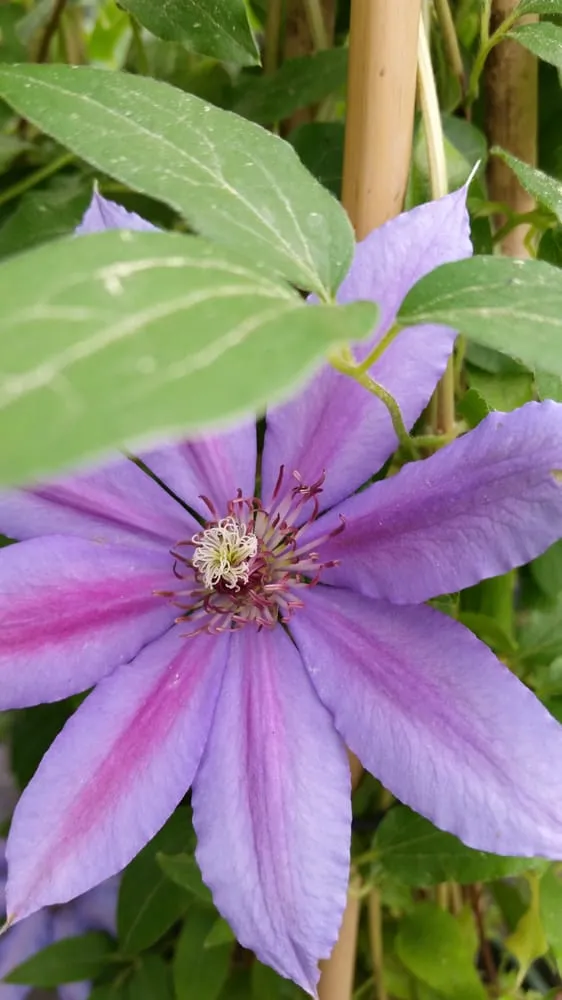 Top-rated lawn care service in Roswell, GA by Pike Nurseries