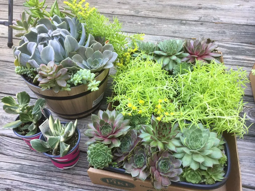 Top-rated garden landscaping in Roswell, GA - Pike Nurseries