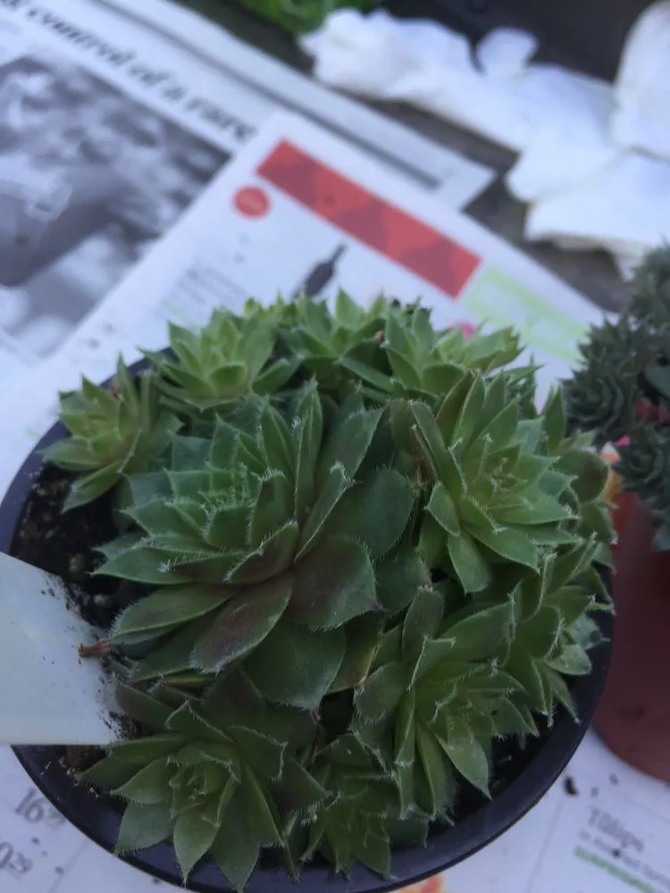 Affordable residential landscaping with custom design across Roswell, GA - Pike Nurseries