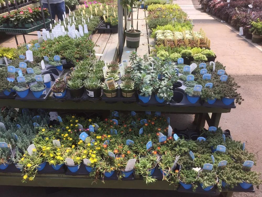 Custom landscape installation in Roswell, GA by Pike Nurseries