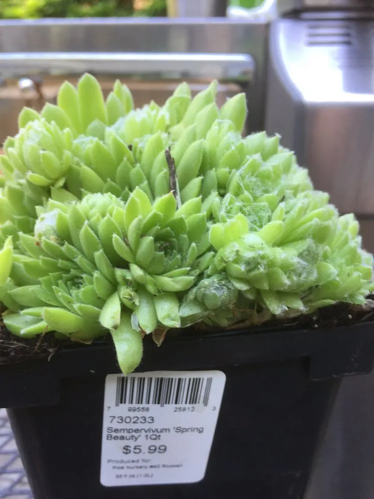 Trusted garden landscaping in Roswell, GA - Pike Nurseries