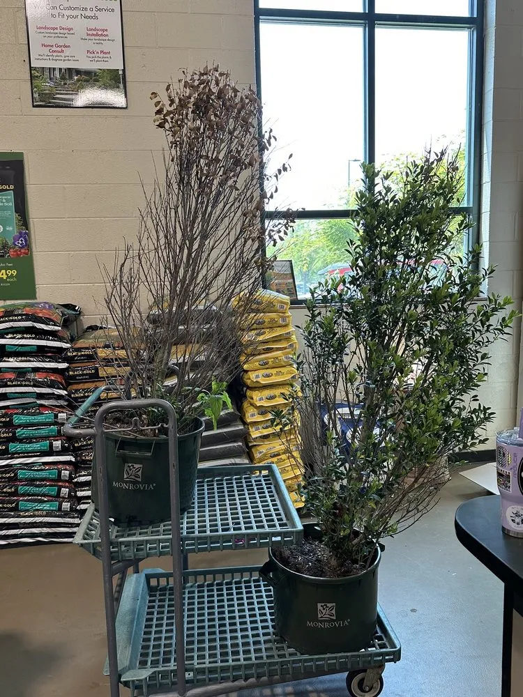 Expert yard maintenance in Roswell, GA - Pike Nurseries