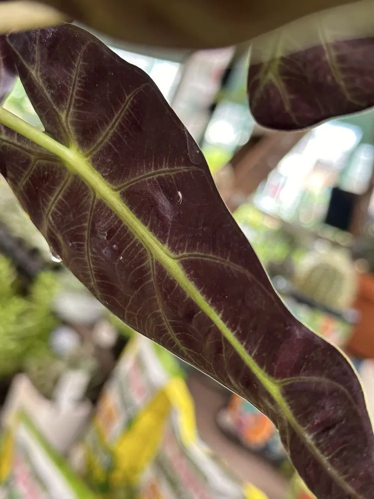 Professional garden landscaping in Roswell, GA by Pike Nurseries