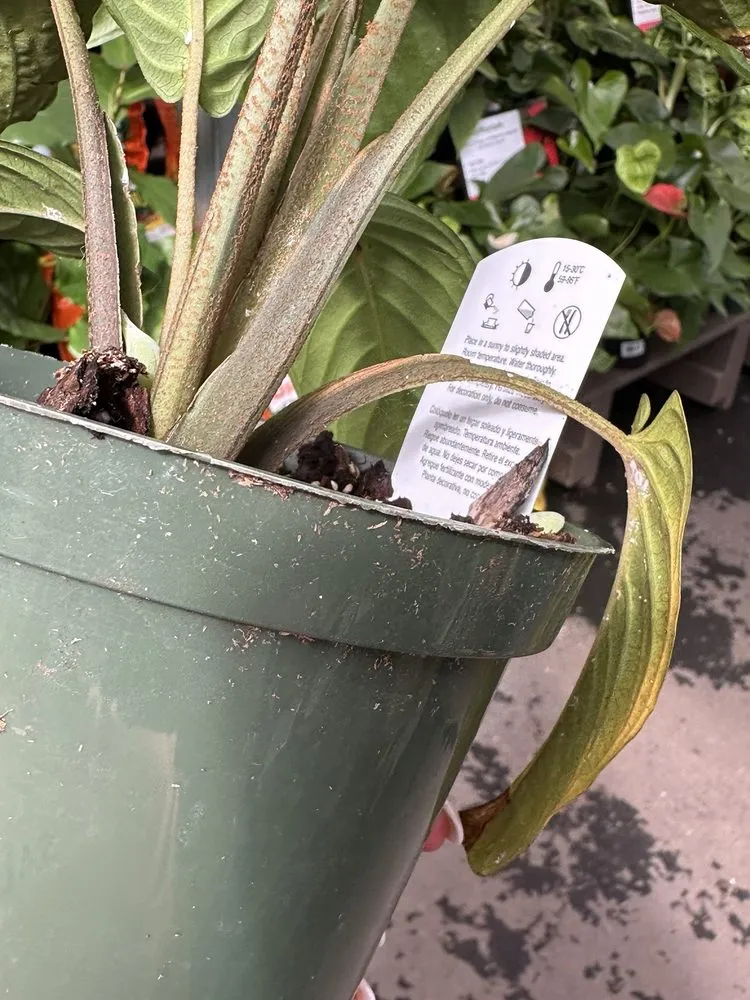 Custom lawn care service in Roswell, GA by Pike Nurseries