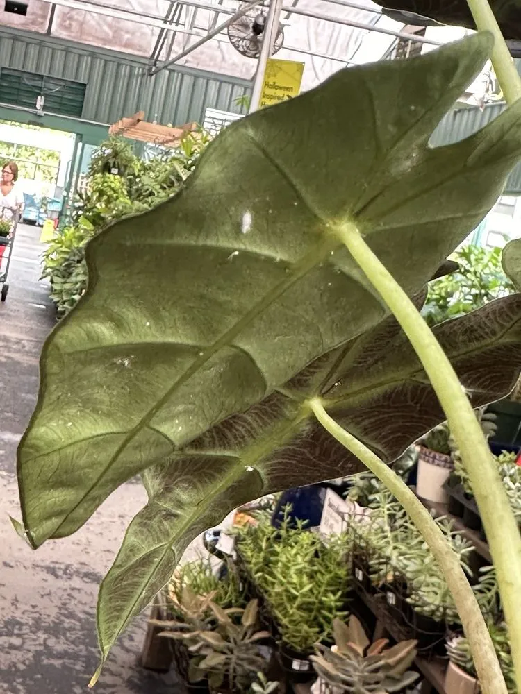 Custom garden landscaping for residential properties across Roswell, GA - Pike Nurseries