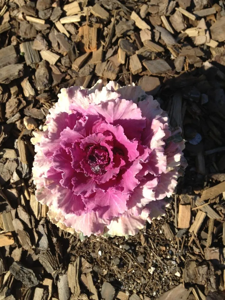 Professional lawn mowing service for year-round maintenance in Roswell, GA by Pike Nurseries