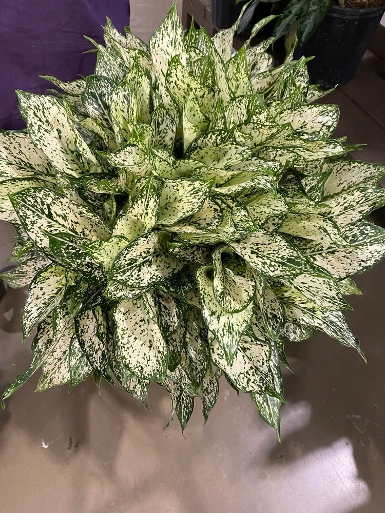 Local outdoor landscaping for beautiful yards across Suwanee, GA - Pike Nurseries