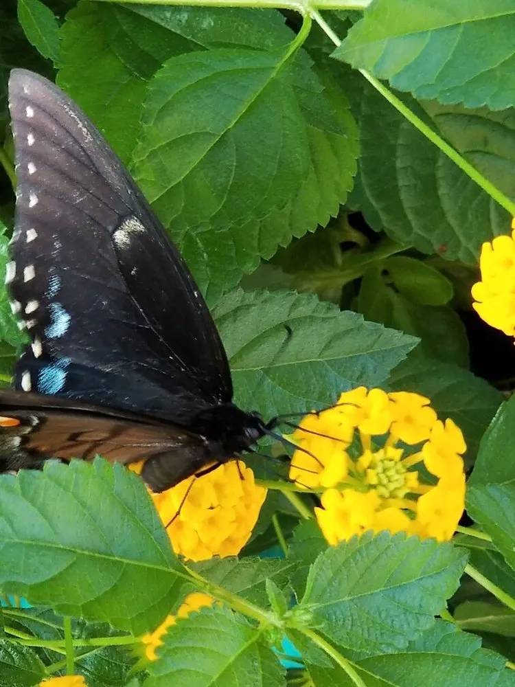 Top-rated garden landscaping experts serving Woodstock, GA - Pike Nurseries