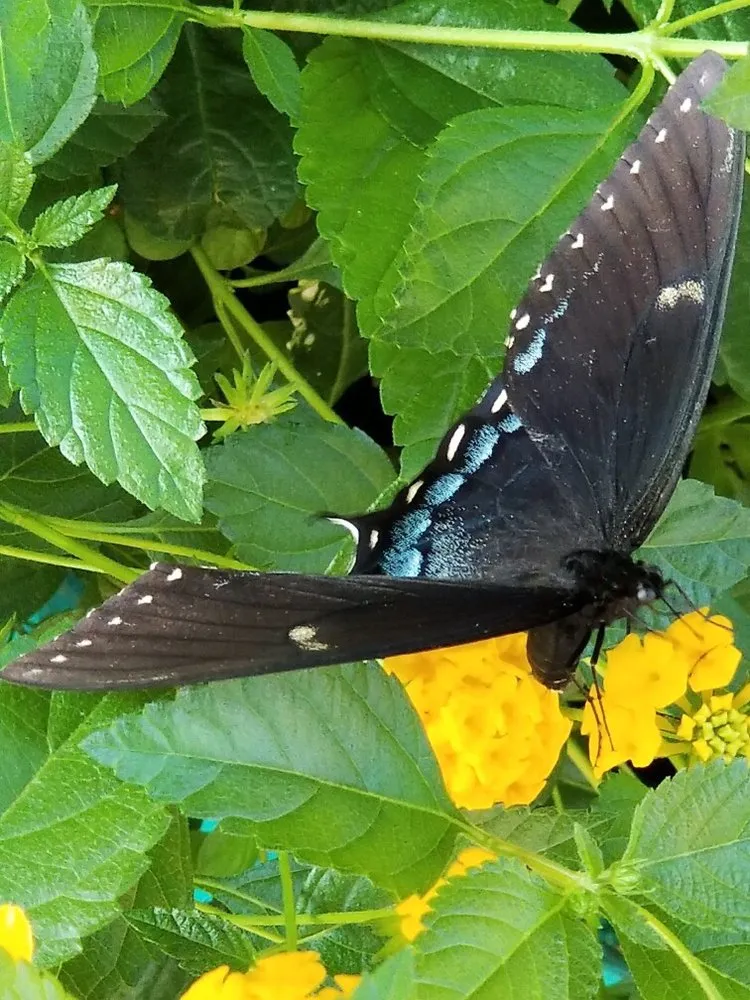 Expert yard maintenance in Woodstock, GA - Pike Nurseries