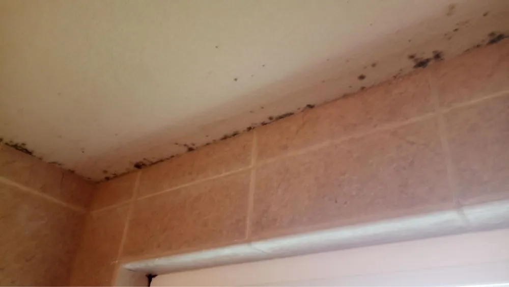 Trusted yard maintenance for residential properties across Colorado Springs, CO - Pikes Peak Home and Yard