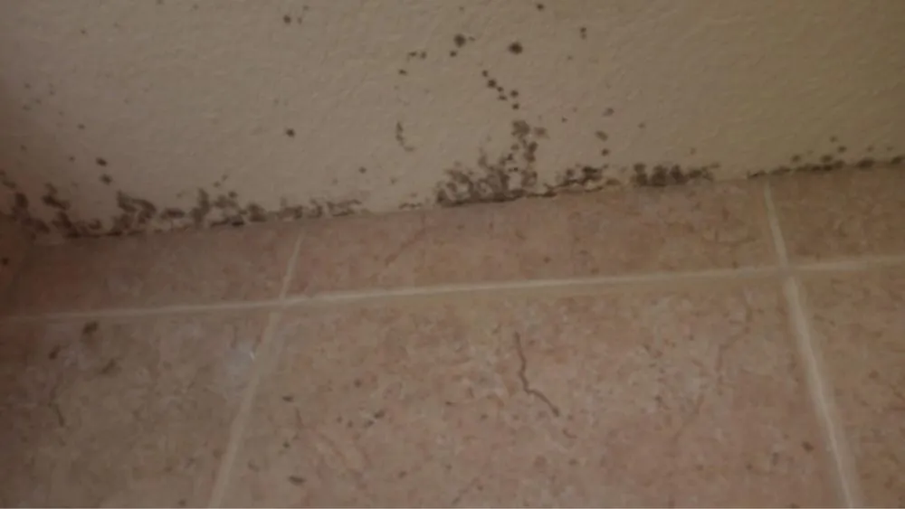 Professional garden landscaping experts serving Colorado Springs, CO - Pikes Peak Home and Yard