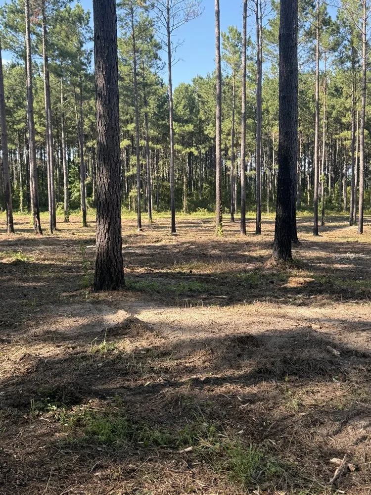 Custom landscape design for beautiful yards across Ariton, AL - Pilot land management