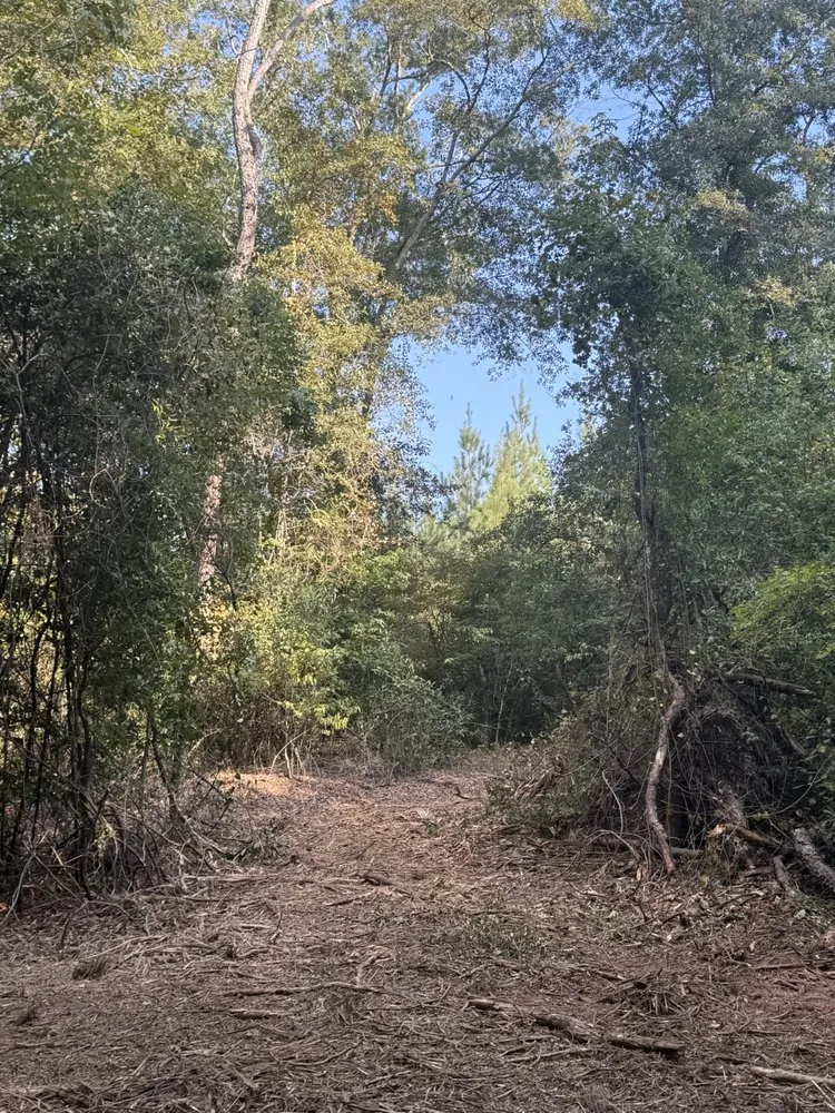 Expert yard cleanup service for beautiful yards in Ariton, AL by Pilot land management