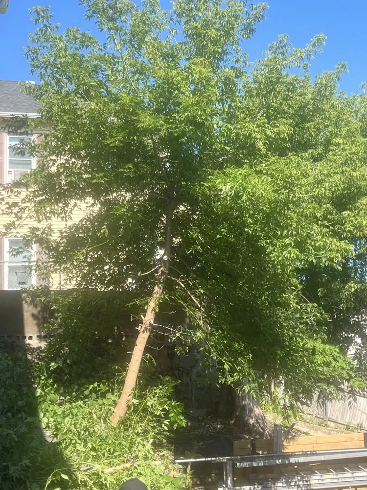 Professional yard maintenance in Holbrook, MA by Pimentel Landscaping