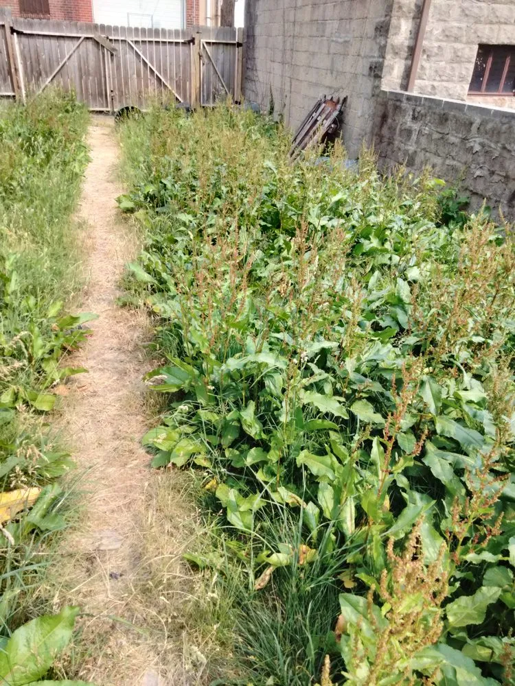 Top-rated landscaping services experts serving Pittsburgh, PA - Pimp Ur Ass Lawn Service