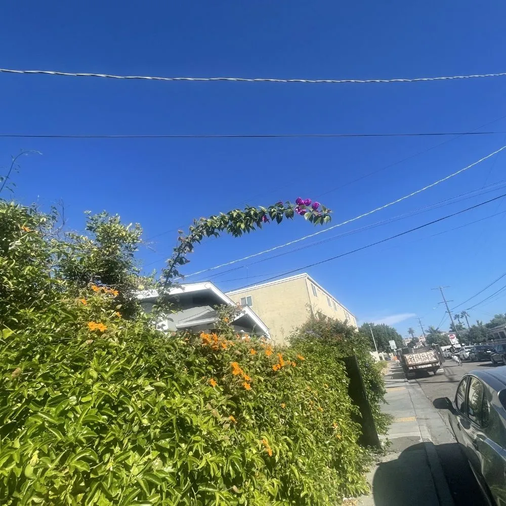 Trusted yard cleanup service in Spring Valley, CA - Pina Landscape