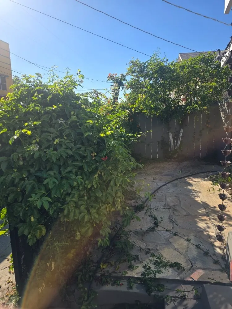 Professional lawn care service experts serving Spring Valley, CA - Pina Landscape