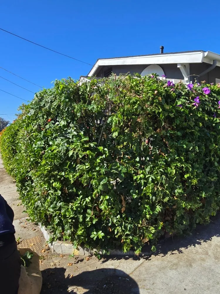 Top-rated outdoor landscaping experts serving Spring Valley, CA - Pina Landscape