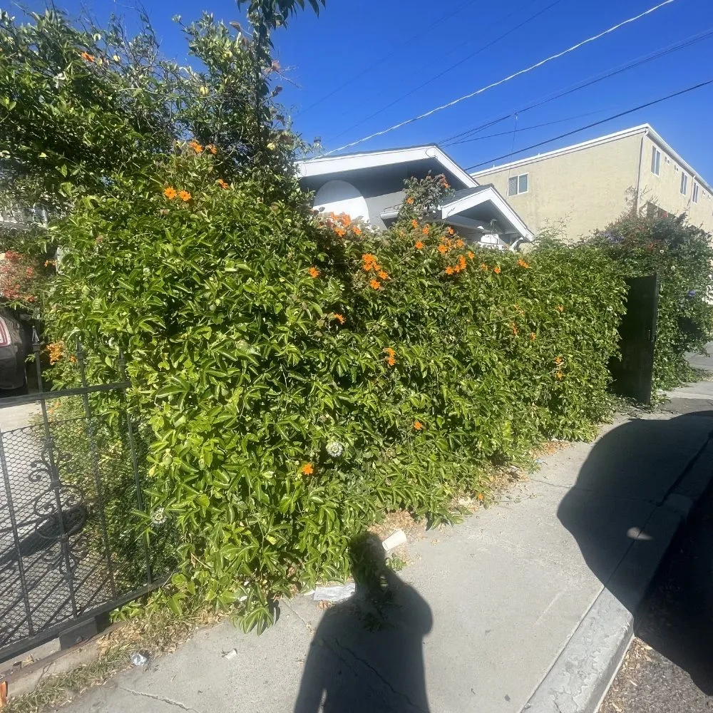 Reliable outdoor landscaping in Spring Valley, CA - Pina Landscape