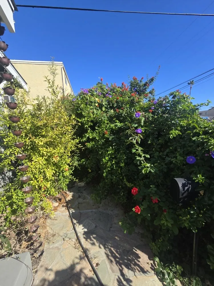 Custom landscaping services near you in Spring Valley, CA by Pina Landscape