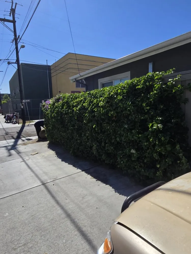 Reliable yard cleanup service for year-round maintenance in Spring Valley, CA by Pina Landscape