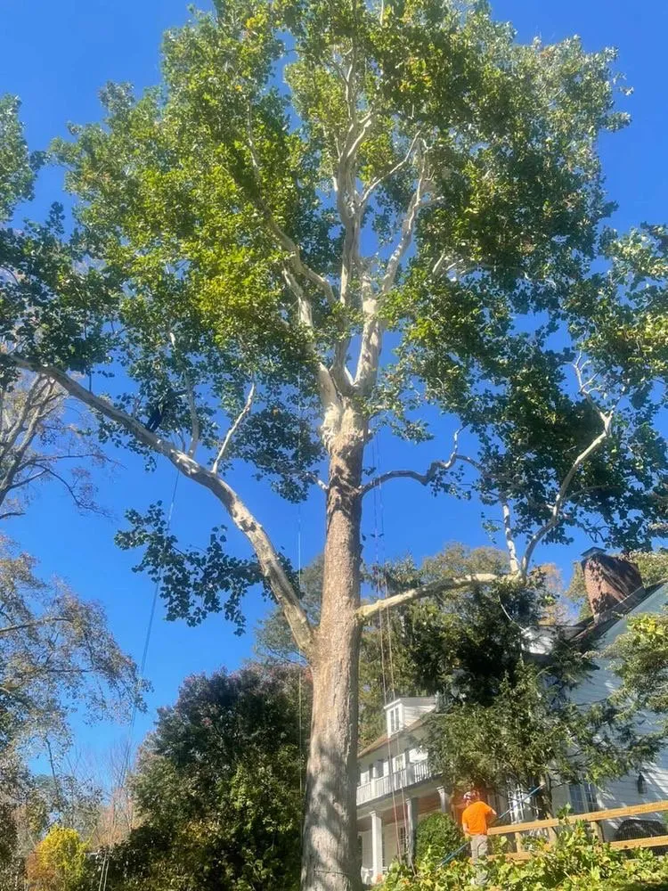 Trusted outdoor landscaping for year-round maintenance in Bedford, NY by Pine Brook Arbor Services