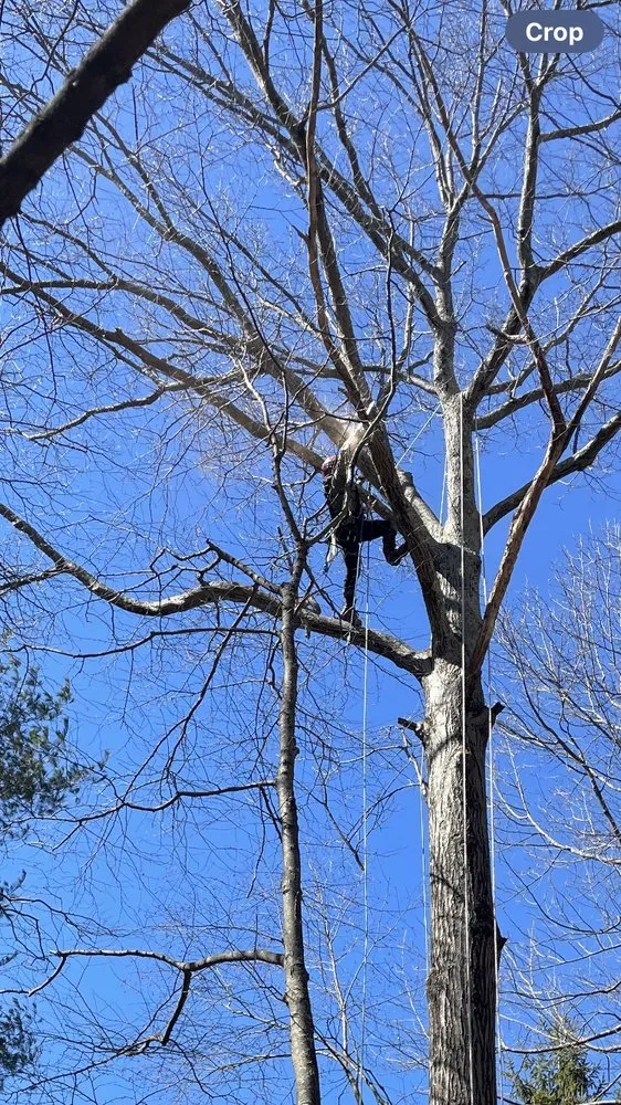 Reliable landscaping services experts serving Bedford, NY - Pine Brook Arbor Services