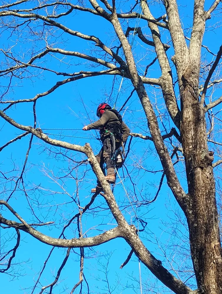 Expert yard maintenance in Bedford, NY - Pine Brook Arbor Services