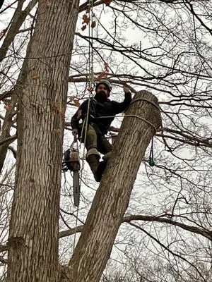 Pine Brook Arbor Services