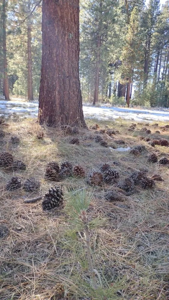 Local landscaping services for residential properties in South Lake Tahoe, CA by Pine Cone Grooming