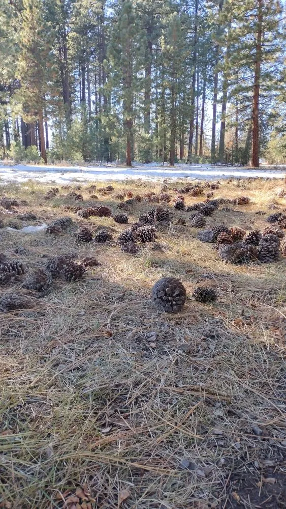 Custom outdoor landscaping with custom design in South Lake Tahoe, CA by Pine Cone Grooming