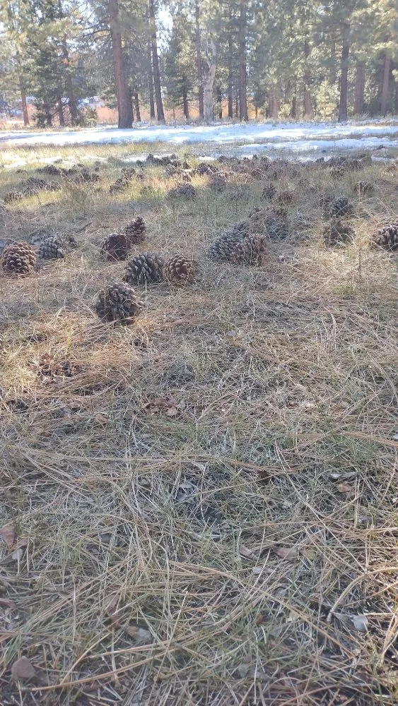 Top-rated landscaping services in South Lake Tahoe, CA by Pine Cone Grooming