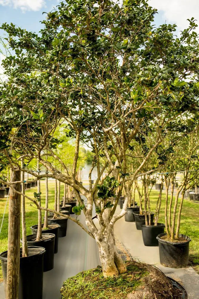 Affordable yard maintenance in Odessa, FL by Pine Lake Nursery & Landscape