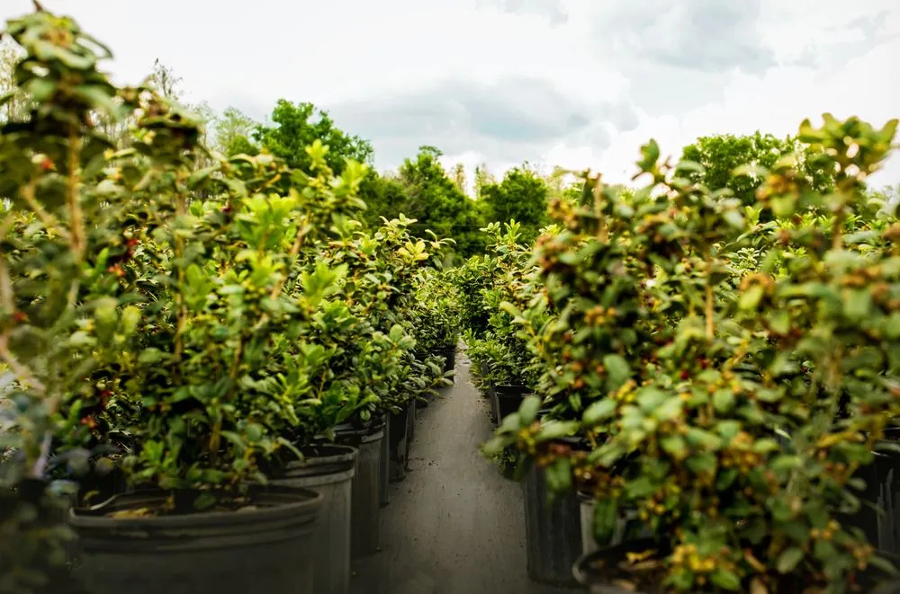 Trusted landscape installation near you across Odessa, FL - Pine Lake Nursery & Landscape