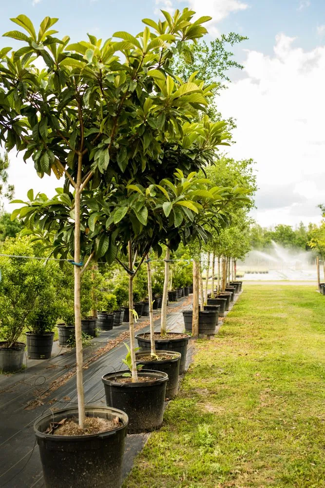 Professional yard maintenance for year-round maintenance across Odessa, FL - Pine Lake Nursery & Landscape