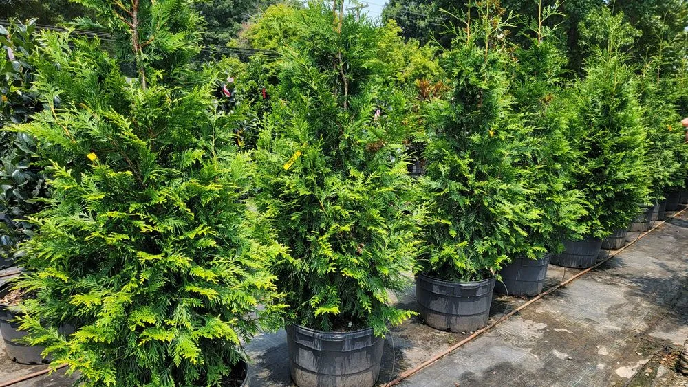 Trusted landscape installation for outdoor upgrades in Matthews, NC by Pine Lake Nursery & Landscaping