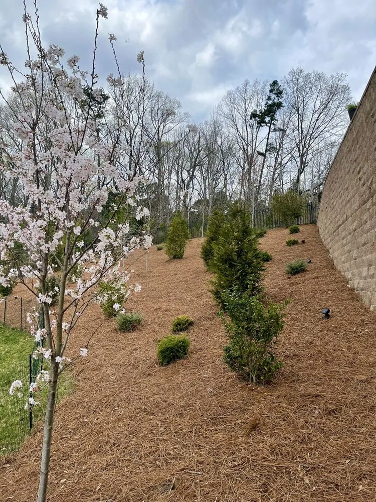 Expert outdoor landscaping with custom design across Charlotte, NC - Pine Needle Specialists