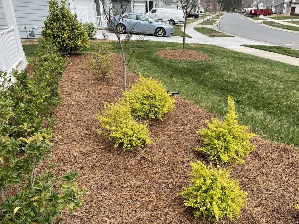 Reliable yard maintenance for residential properties across Charlotte, NC - Pine Needle Specialists