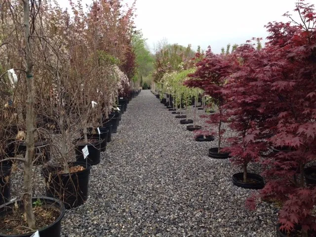 Reliable yard cleanup service for outdoor upgrades in Salem, VA by Pine Ridge Nursery & Landscaping